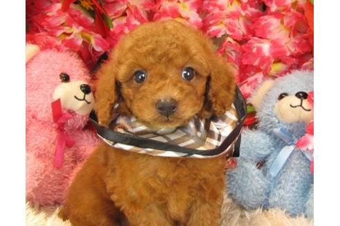 成約済の茨城県のトイプードル-17703の2枚目