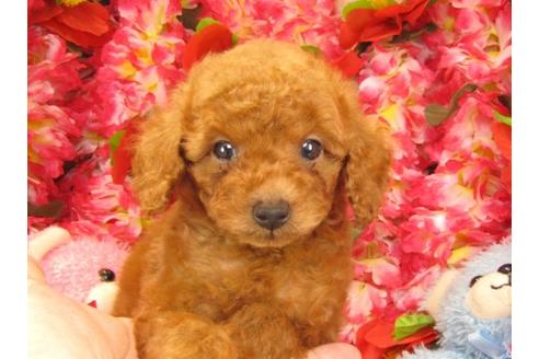 成約済の茨城県のトイプードル-17703の3枚目