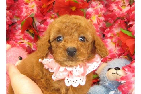 成約済の茨城県のトイプードル-17704の1枚目