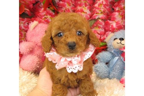 成約済の茨城県のトイプードル-17704の2枚目