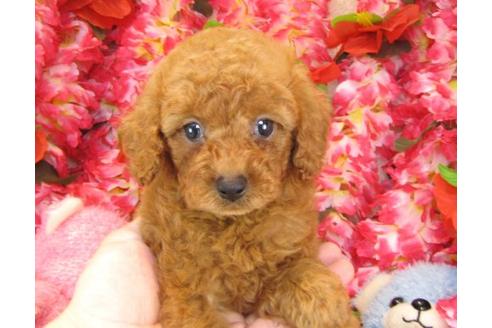 成約済の茨城県のトイプードル-17704の3枚目