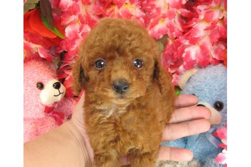 成約済の茨城県のトイプードル-17705の1枚目