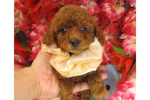 成約済の茨城県のトイプードル-17705の2枚目