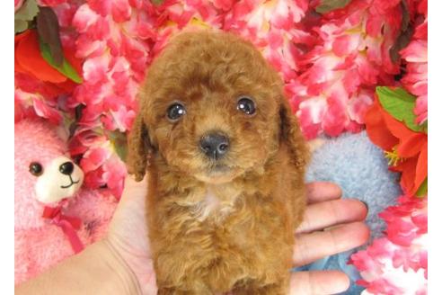 成約済の茨城県のトイプードル-17705の3枚目