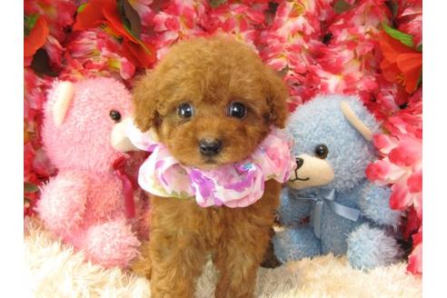 成約済の茨城県のトイプードル-17706の1枚目