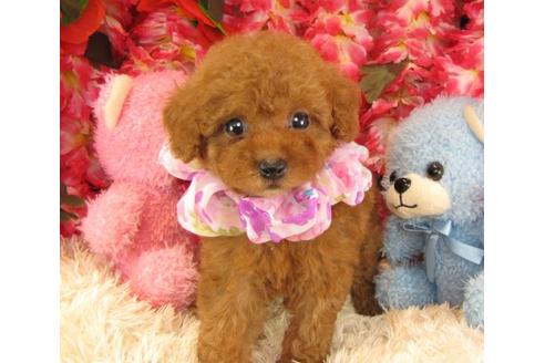 成約済の茨城県のトイプードル-17706の2枚目