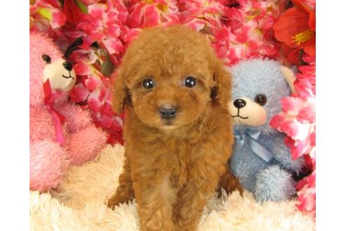 成約済の茨城県のトイプードル-17706の3枚目