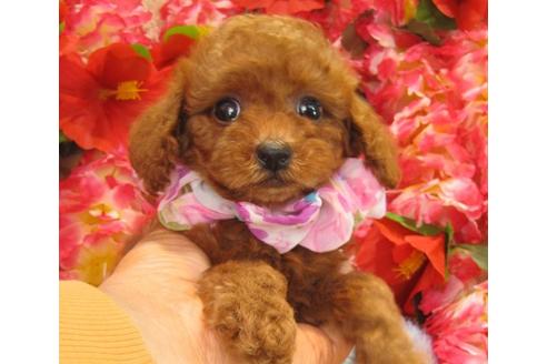 成約済の茨城県のトイプードル-17759の1枚目