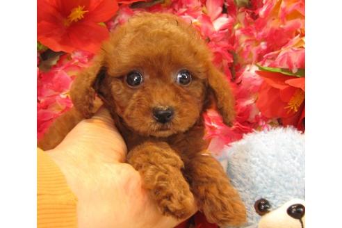 成約済の茨城県のトイプードル-17759の2枚目