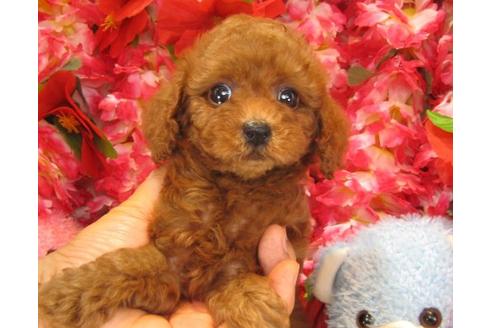 成約済の茨城県のトイプードル-17759の3枚目