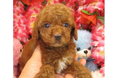 成約済の茨城県のトイプードル-17761の1枚目