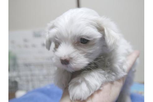 成約済の埼玉県のマルチーズ-17217の2枚目