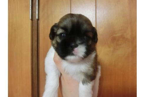 成約済の福岡県のシーズー-17781の1枚目