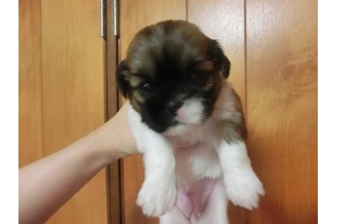 成約済の福岡県のシーズー-17781の2枚目