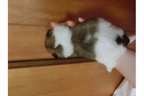 成約済の福岡県のシーズー-17781の3枚目