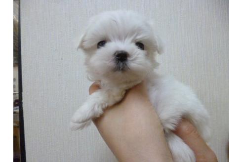 成約済の福岡県のマルチーズ-17782の1枚目