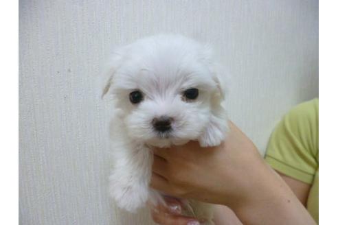 成約済の福岡県のマルチーズ-17782の3枚目
