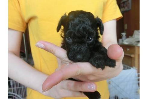 成約済の福岡県のトイプードル-17783の2枚目