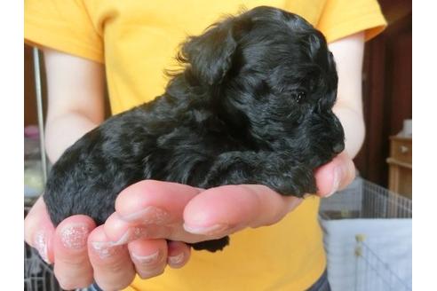 成約済の福岡県のトイプードル-17783の3枚目