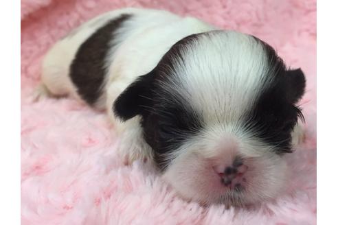 成約済の茨城県のシーズー-17794の2枚目