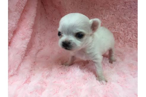 成約済の茨城県のチワワ-17804の1枚目