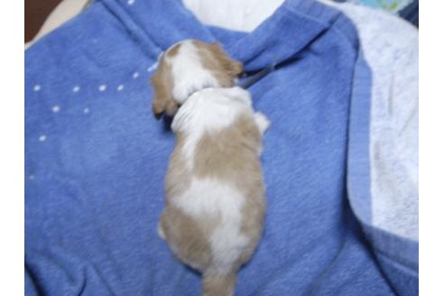 成約済の埼玉県のキャバリアキングチャールズスパニエル-17459の2枚目