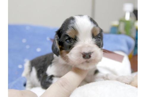 成約済の埼玉県のキャバリアキングチャールズスパニエル-17854の1枚目