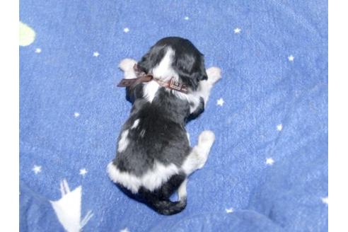 成約済の埼玉県のキャバリアキングチャールズスパニエル-17854の3枚目