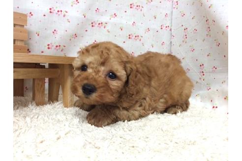 成約済の滋賀県のトイプードル-17866の2枚目