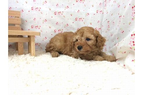 成約済の滋賀県のトイプードル-17866の1枚目