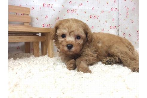 成約済の滋賀県のトイプードル-17867の2枚目