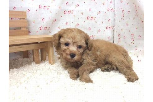 成約済の滋賀県のトイプードル-17867の1枚目