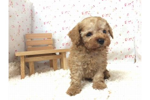 成約済の滋賀県のトイプードル-17868の3枚目