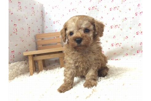 成約済の滋賀県のトイプードル-17868の2枚目