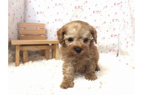 成約済の滋賀県のトイプードル-17868の1枚目