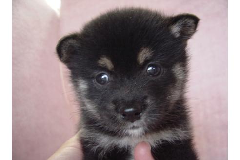 成約済の長崎県の柴犬-17869の2枚目