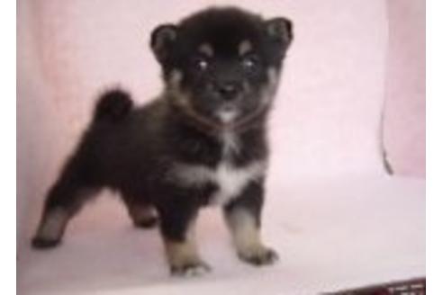 成約済の長崎県の柴犬-17869の1枚目