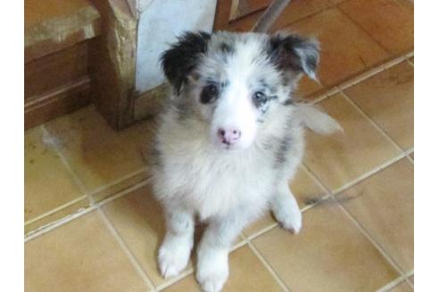 成約済の東京都のボーダーコリー-17876の1枚目