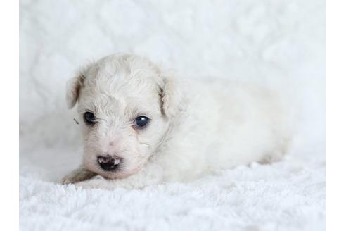 成約済の栃木県のビションフリーゼ-17884の2枚目