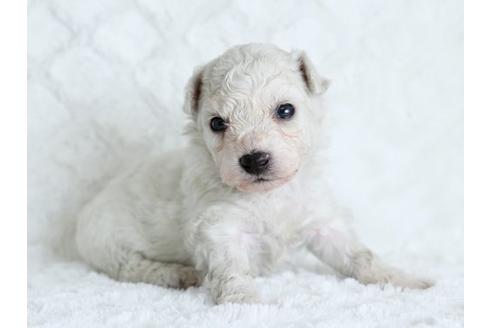 成約済の栃木県のビションフリーゼ-17885の1枚目