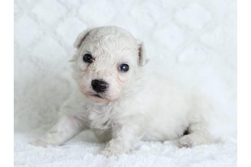 成約済の栃木県のビションフリーゼ-17885の2枚目