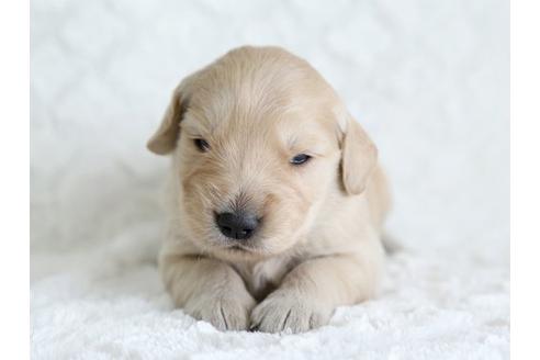 成約済の栃木県のゴールデンレトリーバー-17886の3枚目