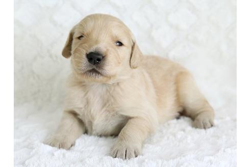 成約済の栃木県のゴールデンレトリーバー-17886の1枚目