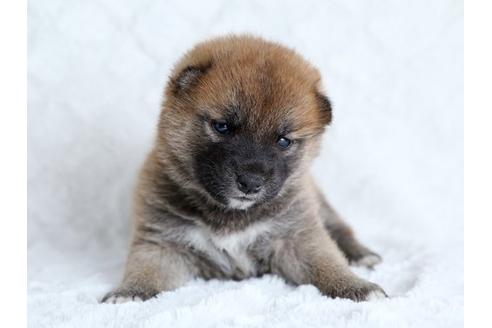 成約済の栃木県の柴犬-17891の1枚目
