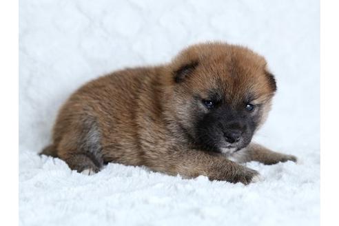 成約済の栃木県の柴犬-17891の2枚目