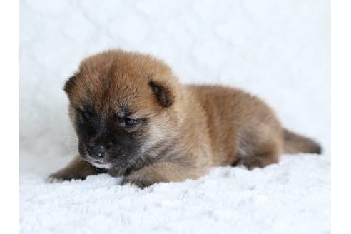 成約済の栃木県の柴犬-17891の3枚目