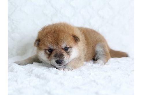 成約済の栃木県の柴犬-17892の3枚目