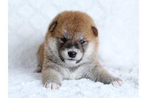 成約済の栃木県の柴犬-17893の1枚目