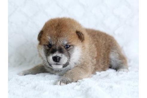 成約済の栃木県の柴犬-17893の2枚目
