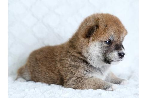 成約済の栃木県の柴犬-17893の3枚目